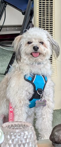 Customer photo review of Custom Watercolor Portraits Using Pet Photo - Personalized Poster - Gift for Dogs Cats Lovers, Pet Lover Gift