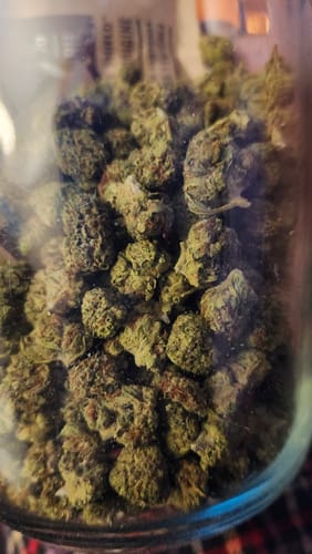 Customer photo review of Orange Dreamsicle - Bulk Minis - Sativa