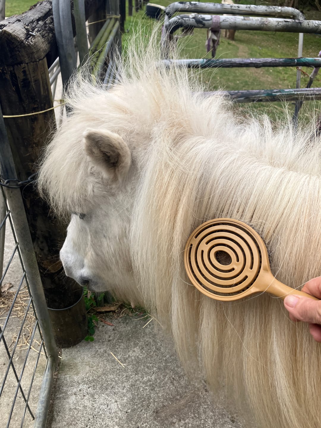 Customer photo review of Queen's Brush - Royal Mane & Tail Brush