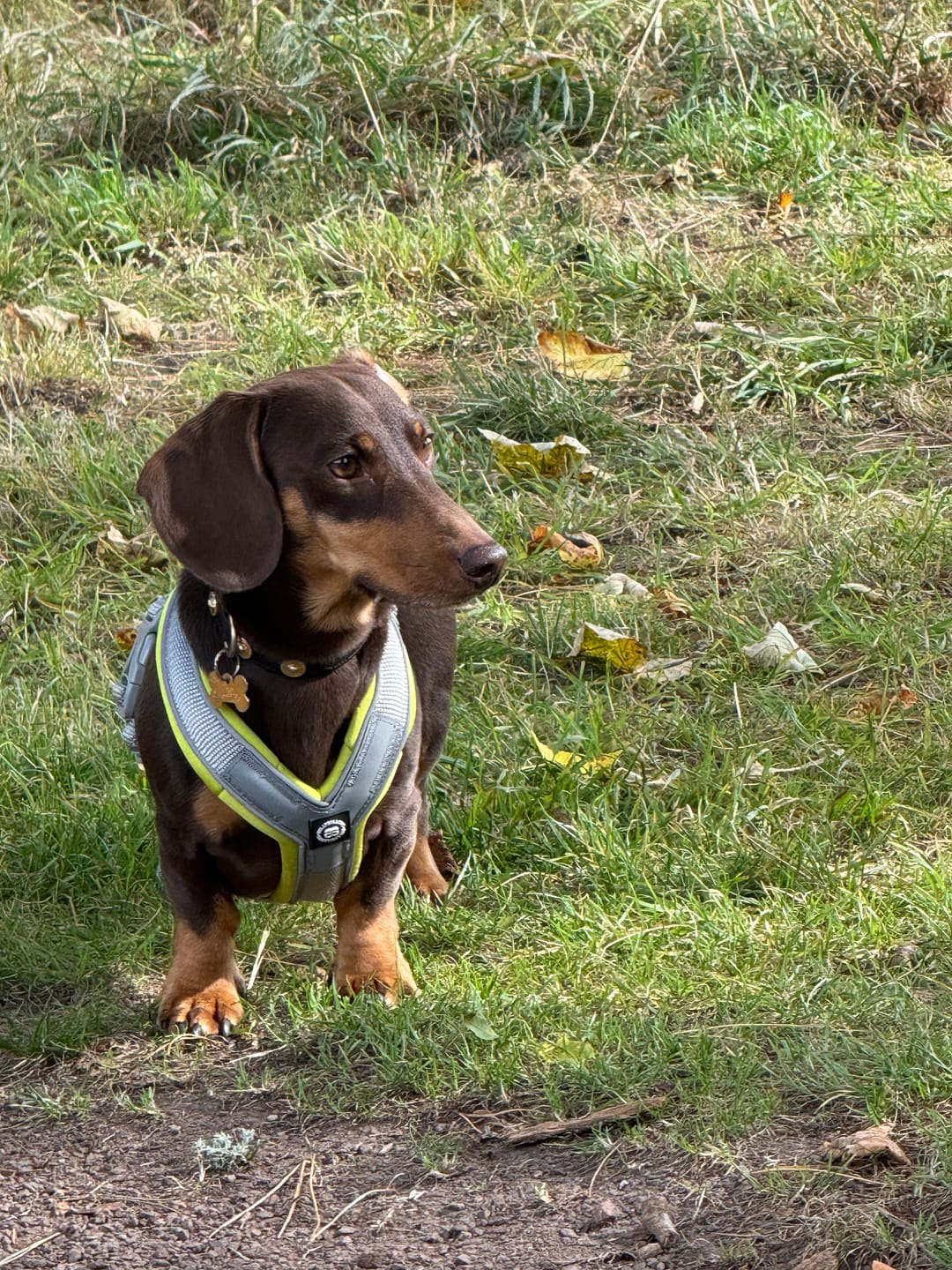 Customer photo review of Slip on Harness | Foam Padded - Metal Grey x Neon