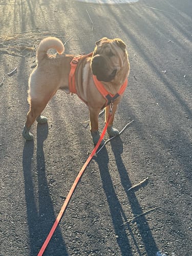 Customer photo review of WagWellies® Mojave