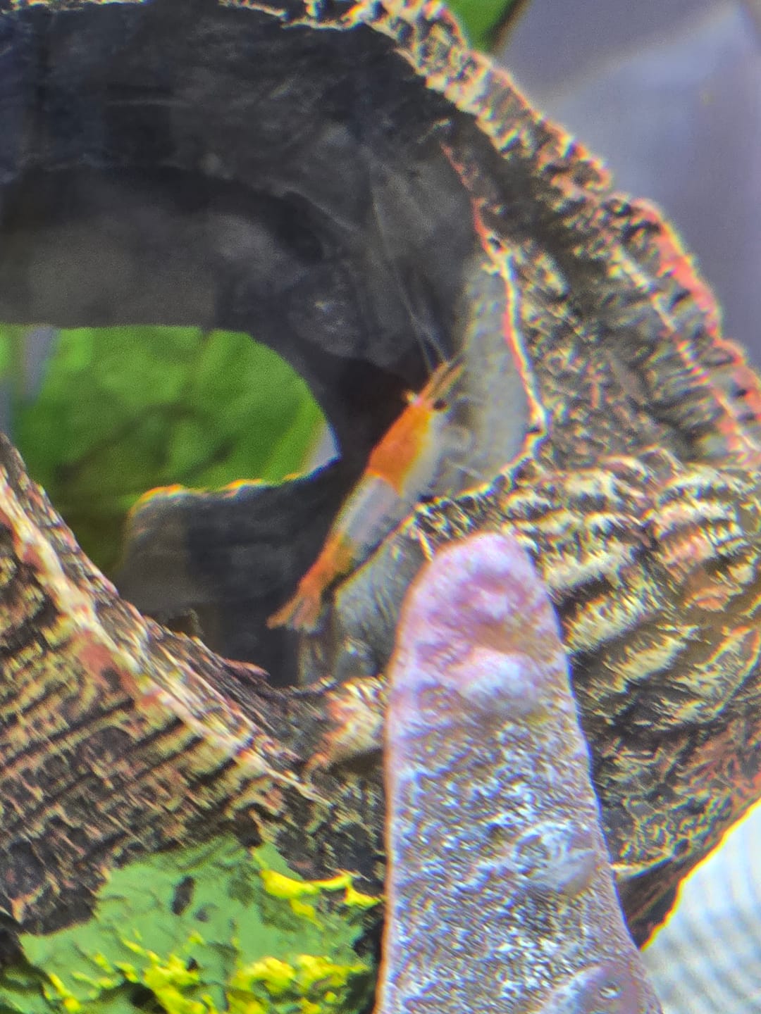 Customer photo review of Orange Rili Shrimp