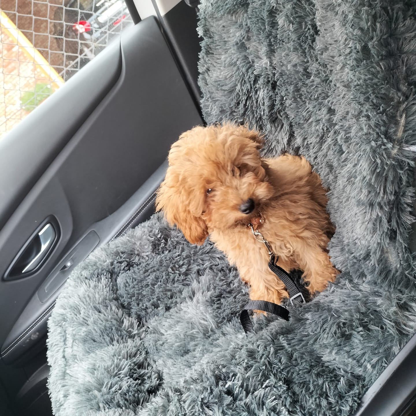 Customer photo review of Pet Perfect Fluffy Autostoel Hond (2-in-1) - Hondenmand Auto - Orthopedisch