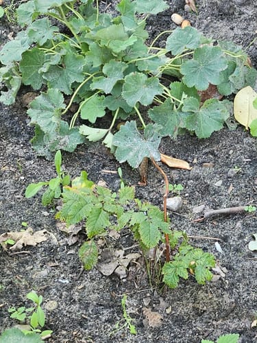Customer photo review of Geitenbaard - Aruncus dioicus
