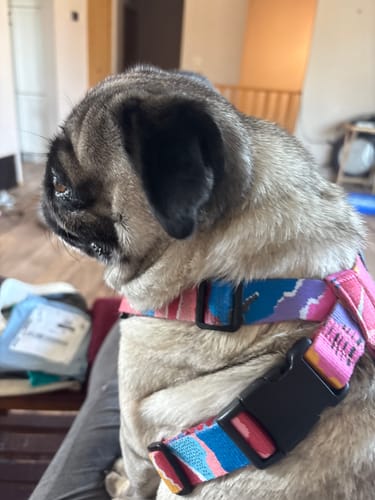 Customer photo review of Colorful PRO Protective Trachea Dog X Harness – Single or Set with 3-Way Shock-Absorbing Leash