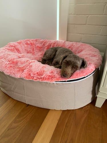 Sharon C. review of Medium Rebound Foam Mattress Dog Bed - Interior/Outdoor image 1 out of 1