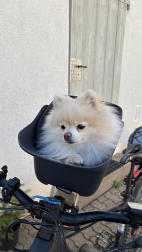 Customer photo review of Kvisp Dog Bike Carrier