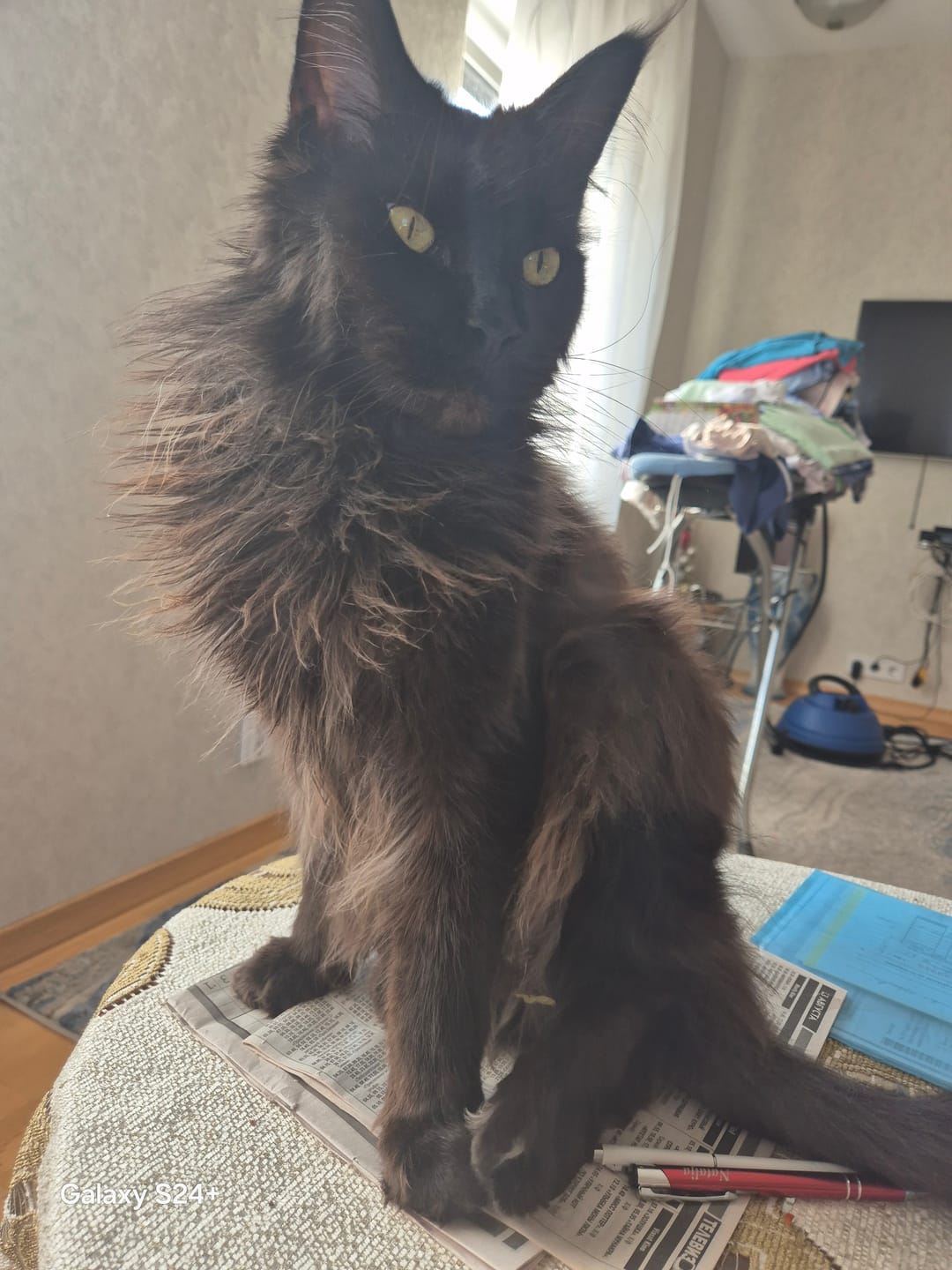 Customer photo review of Hypoallergenic ActiWet konservi kaķiem ar zivi