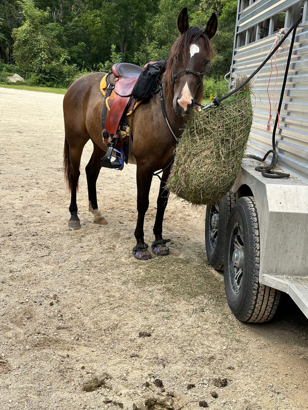 Customer photo review of Renegade® Viper Vivid™ Hoof Boot Seconds - Mystic Purple