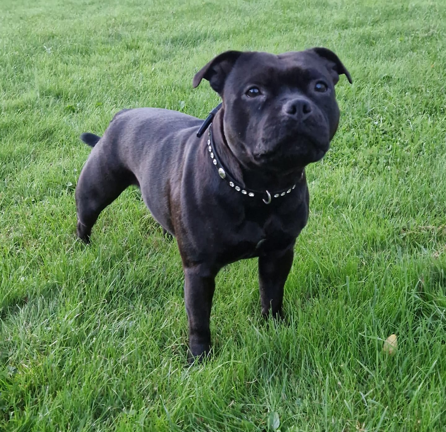 Customer photo review of Staffordshire Bull Terrier 1935® Show Collar & Leash Set - Kåla's Black Diamond Edition - Black & Silver