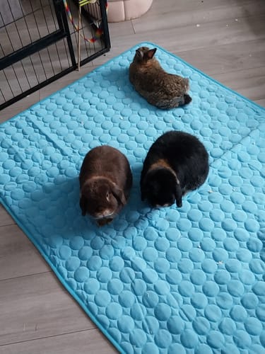 Customer photo review of The Ultimate Cooling Pet Mat