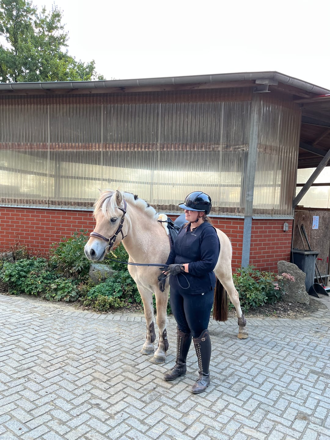 Customer photo review of Spiritandhiscrew X MASEGO bit to bitless Multi bridle