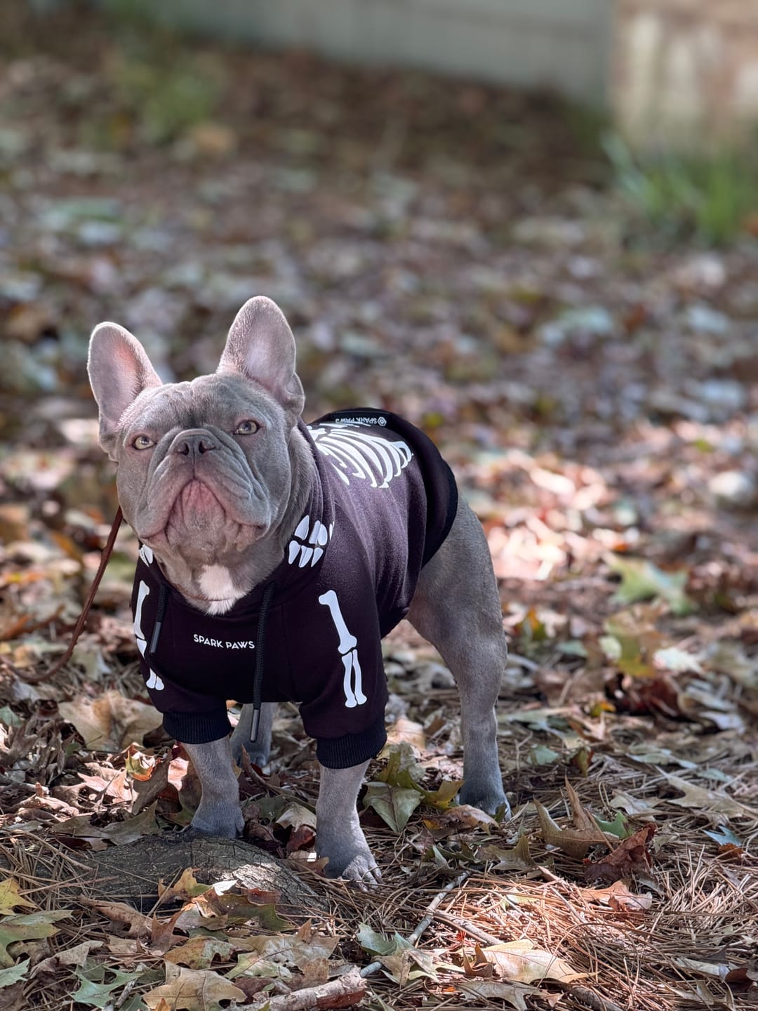 Customer photo review of Halloween Dog Hoodie - Skeleton