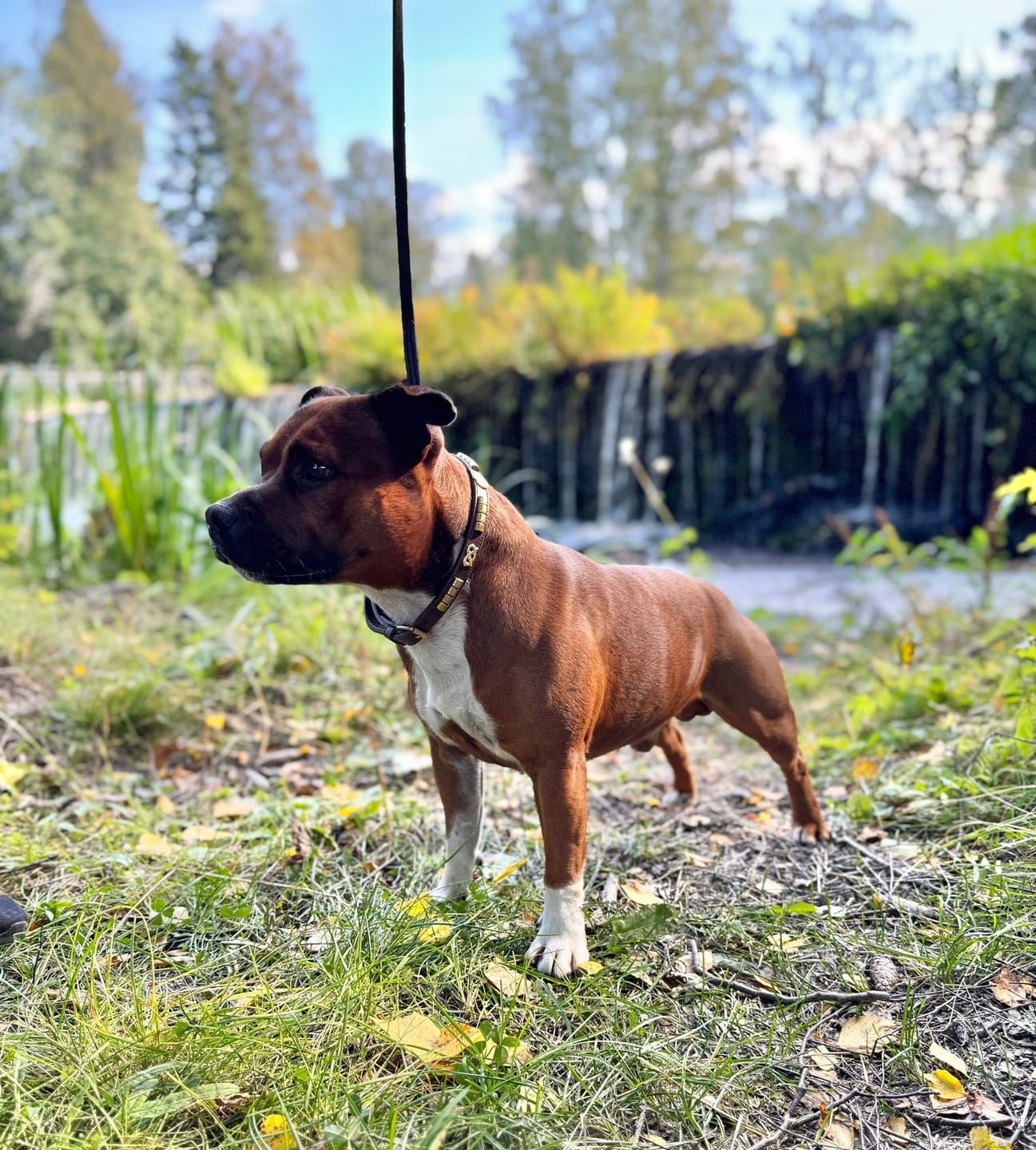 Customer photo review of Staffordshire Bull Terrier 1935® Show Collar & Leash Set - Champion - Brown & Gold