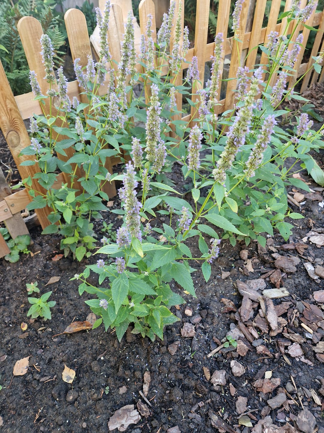 Customer photo review of Dropplant - Agastache 'Blue Fortune'