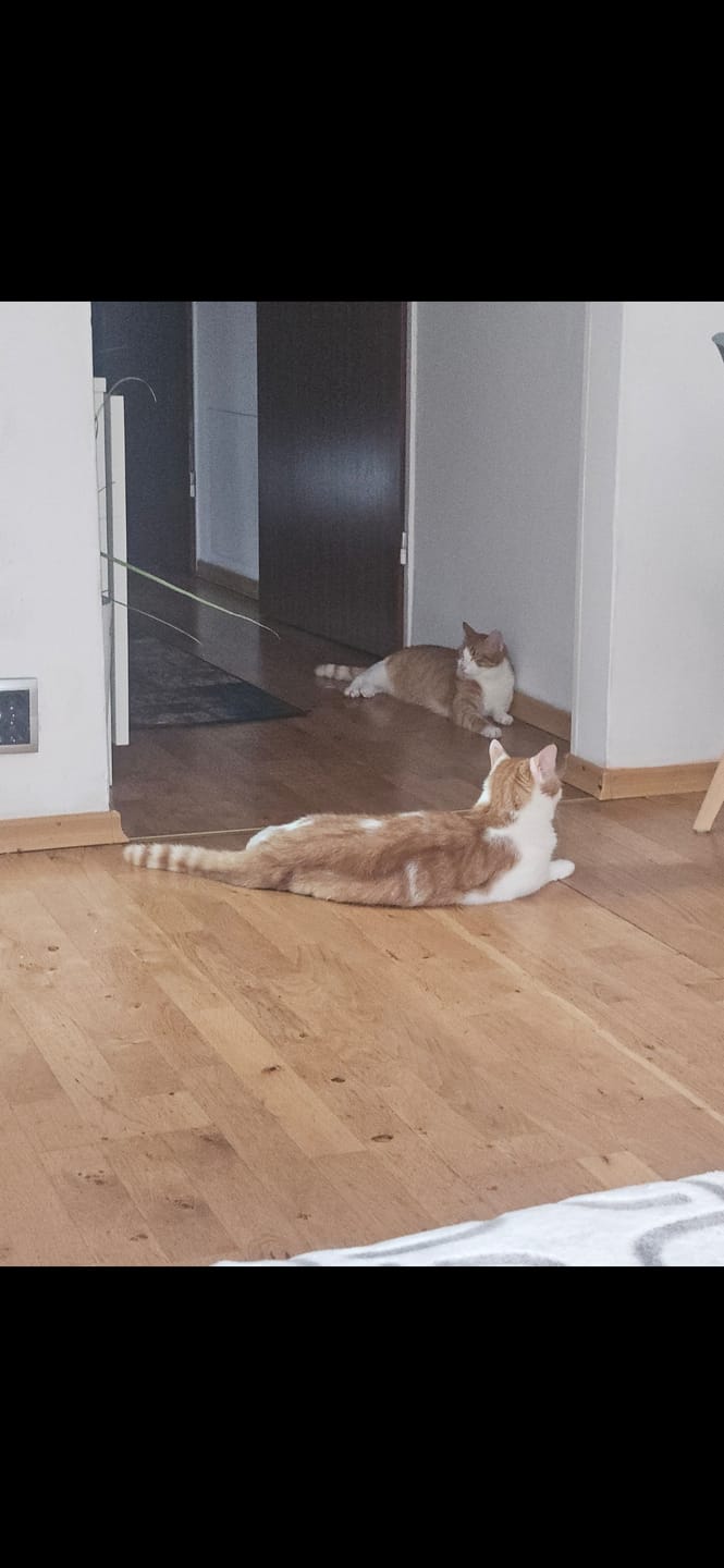 Customer photo review of Katzen Gesundheits Ratgeber von Majescats