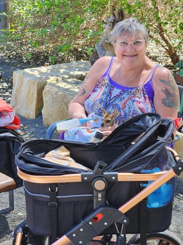 Customer photo review of Pet Stroller with ISO-FIX Car Carrier