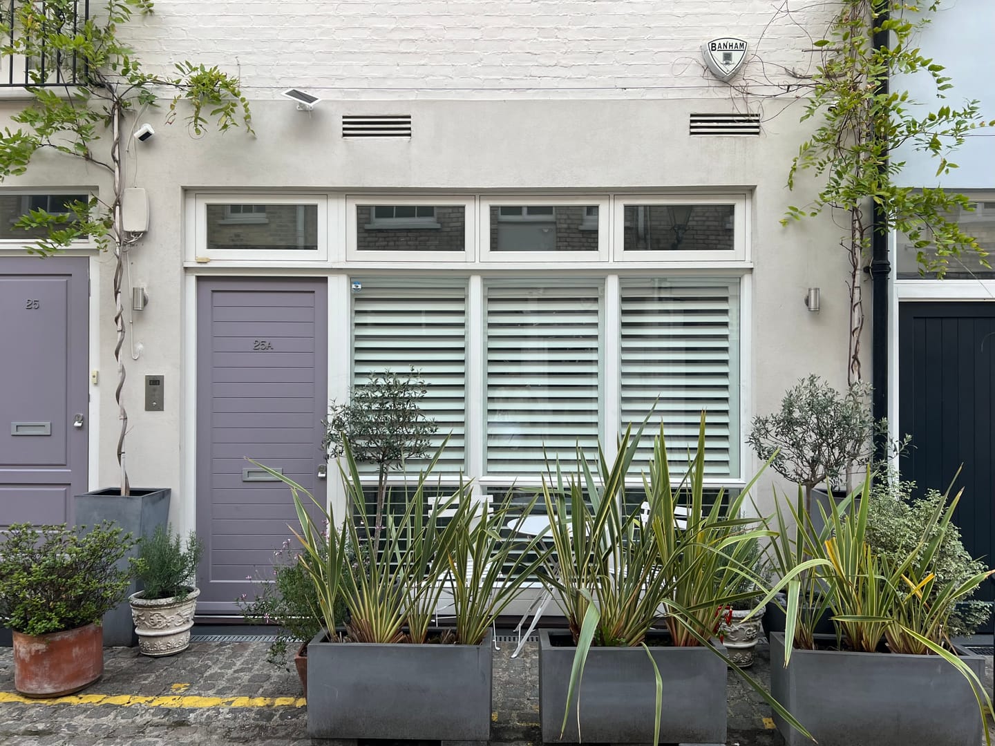 Customer photo review of Phormium Tenax 'Variegatum' 100-120cm 7.5L