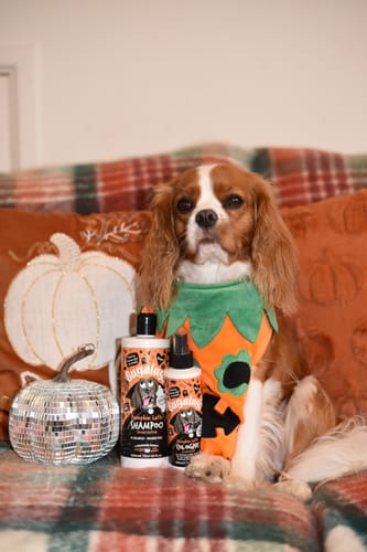 Customer photo review of Spooky Edition: Pumpkin Latte Bundle (Shampoo + Cologne)