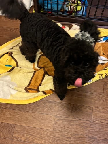 Customer photo review of FunFunPet 高機能ハーネス（お名前タグ作成サービス付き）