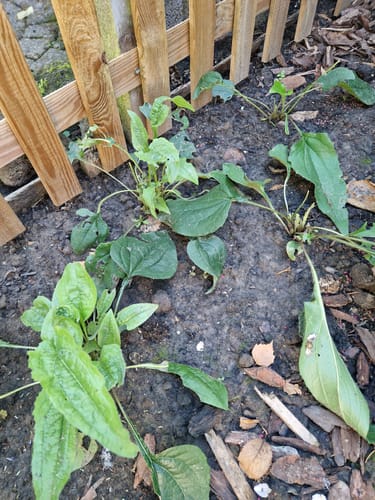 Customer photo review of Rode Zonnehoed - Echinacea purpurea