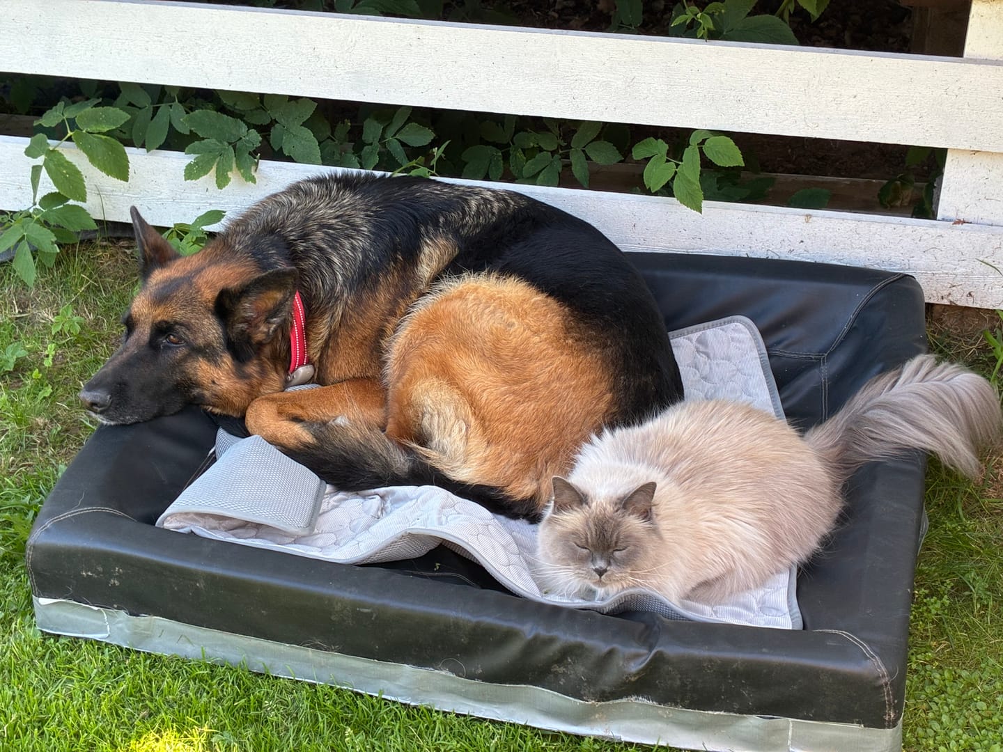 Customer photo review of ❄️ Exklusiv Kylfilt för Hund & Katt – Sval Komfort i Elegant Design