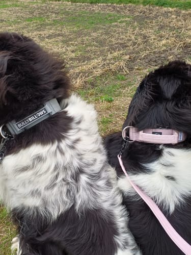 Dawn B. review of 5cm Herringbone Combat® Collar | With Handle & Secure Clip - Soft Pink image 1 out of 1