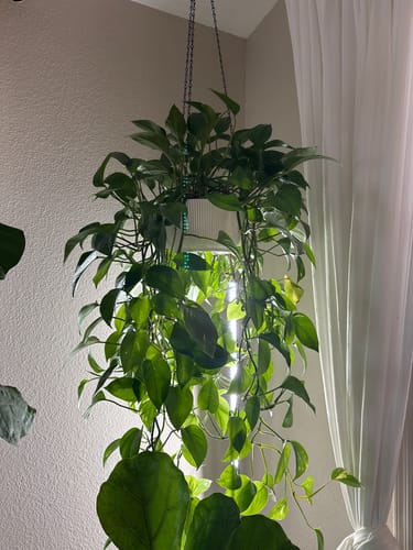 Customer photo review of Plant Food