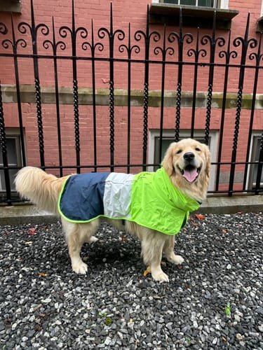 Customer photo review of Breatheshield™ Dog Raincoat  - Lime White Navy