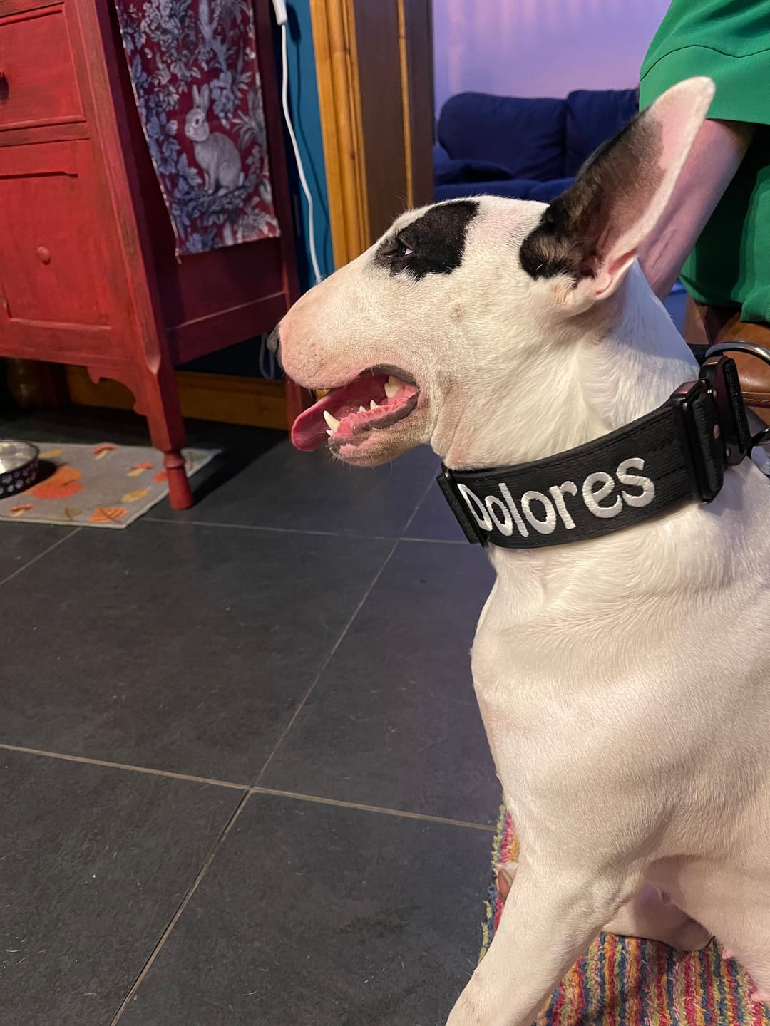 Customer photo review of 5cm Combat® Collar | With Handle & Secure Clip - Black
