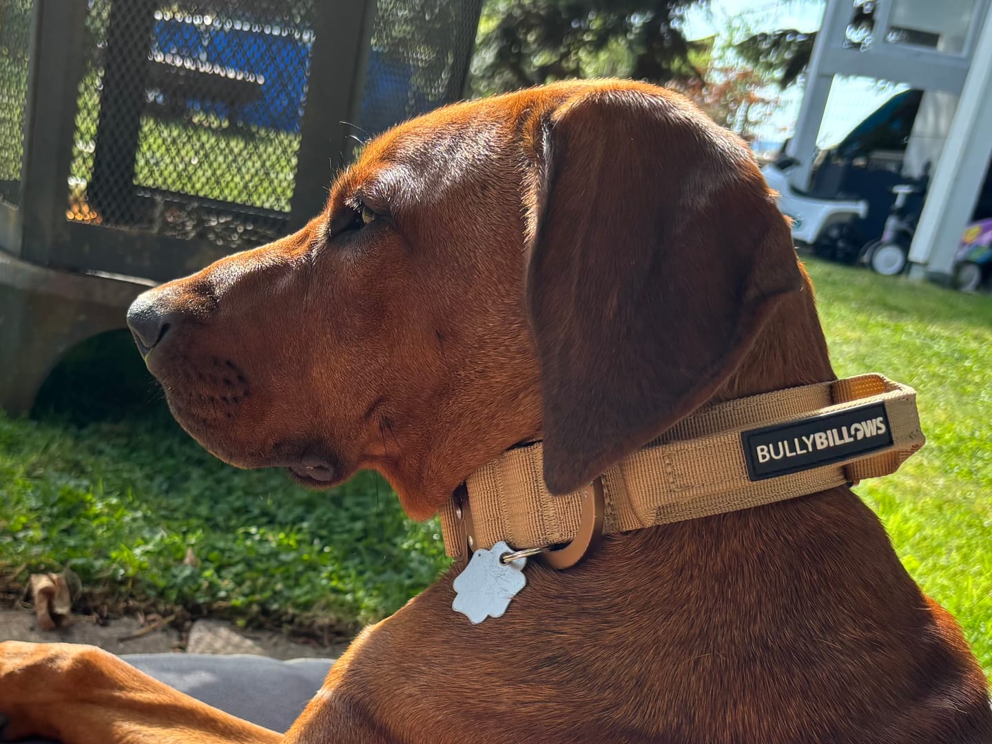Customer photo review of 5cm Lighter Combat® Collar | With Handle Secure Clip - Tan x Tan
