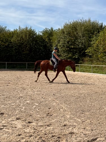 Customer photo review of CR Harmonybridle - gebisslose 3 in 1 Trense