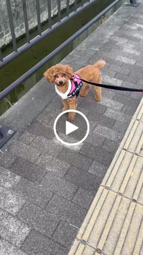 Customer video review of FunFunPet 高機能ハーネス（お名前タグ作成サービス付き）