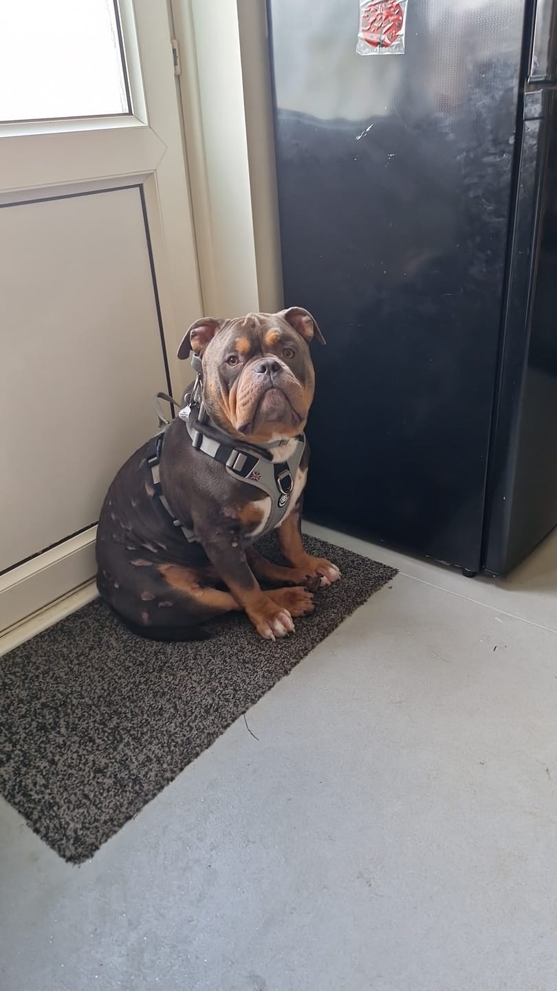 Customer photo review of Anti Pull Hurricane Harness - With Handle - Grey