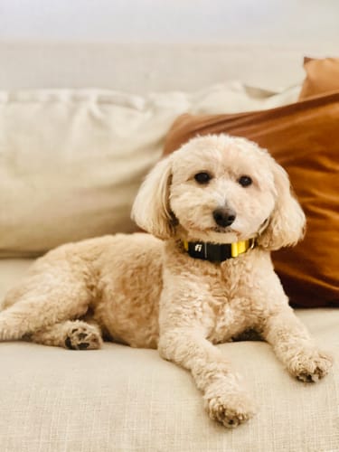 Customer photo review of Gift with Purchase: Fi Collar + 6 Month Membership