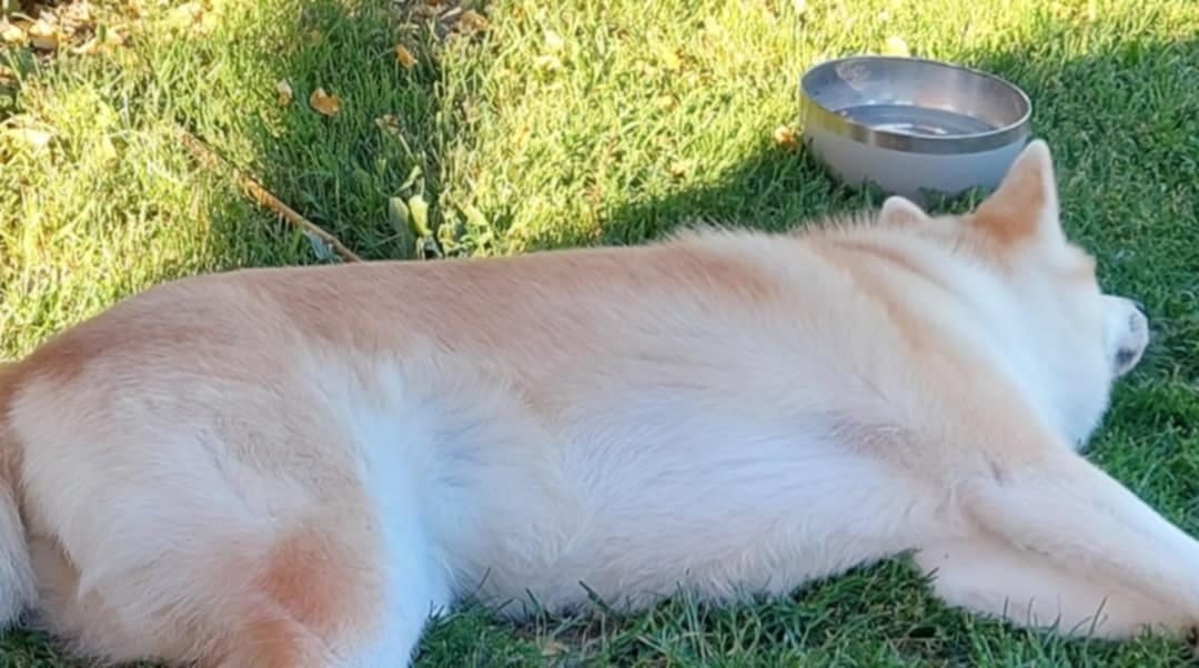 Customer photo review of PERFECT Skin & Coat | Premium Pet Supplement