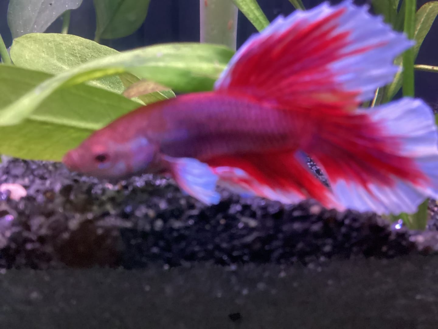 Customer photo review of Dumbo Lavender Halfmoon Male Betta Fish