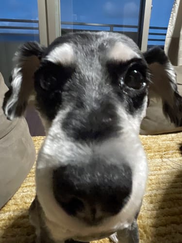 Customer photo review of FunFunPet 高機能ハーネス（お名前タグ作成サービス付き）