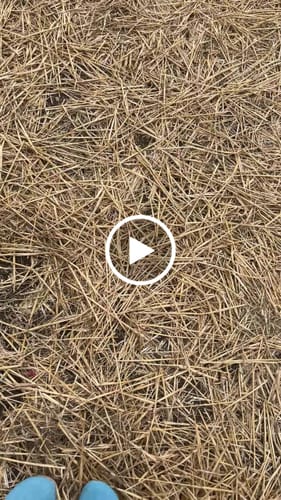 Customer video review of Helena Orange