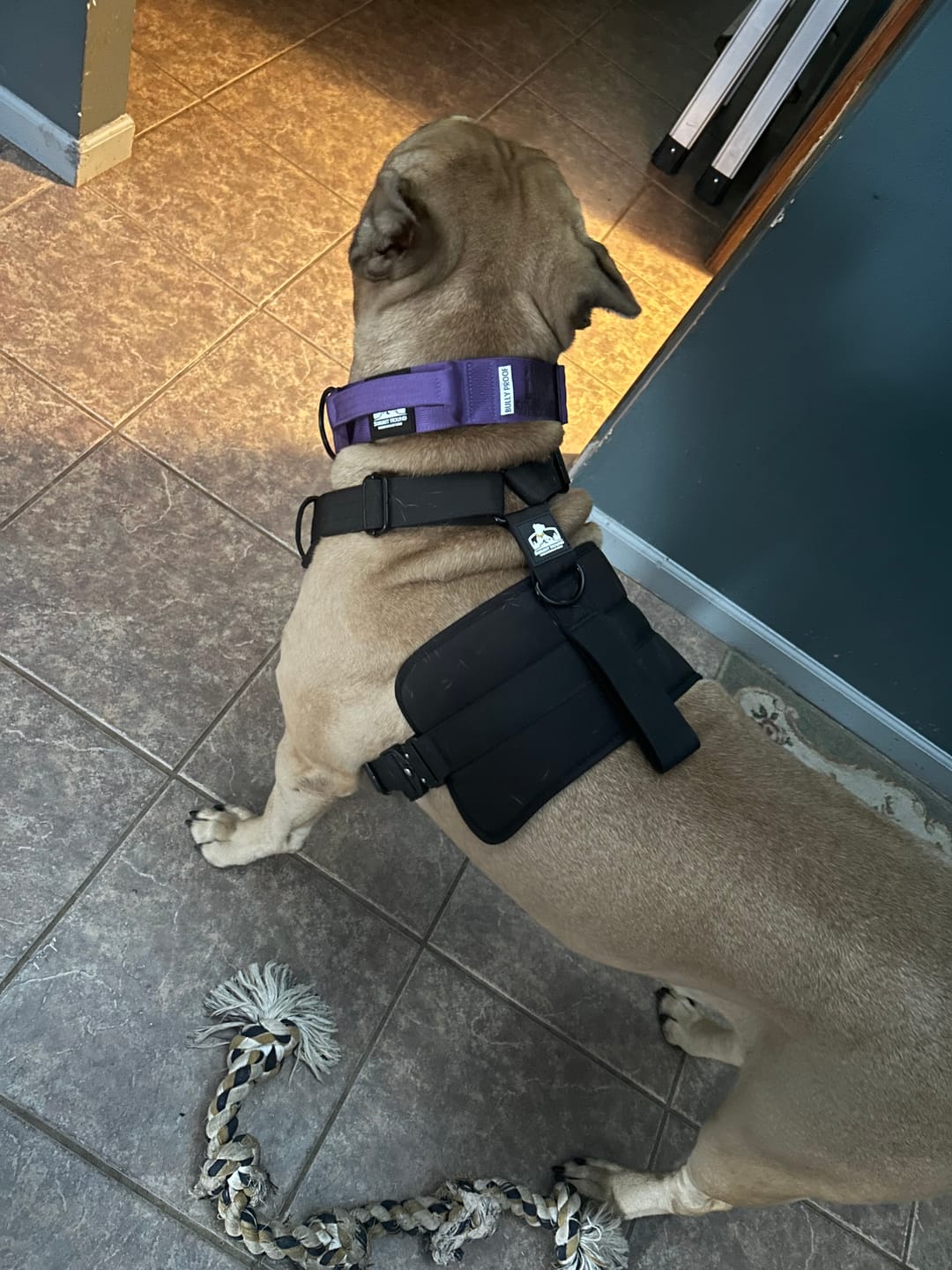 Customer photo review of Matching Purple 6' Bully Proof Leash