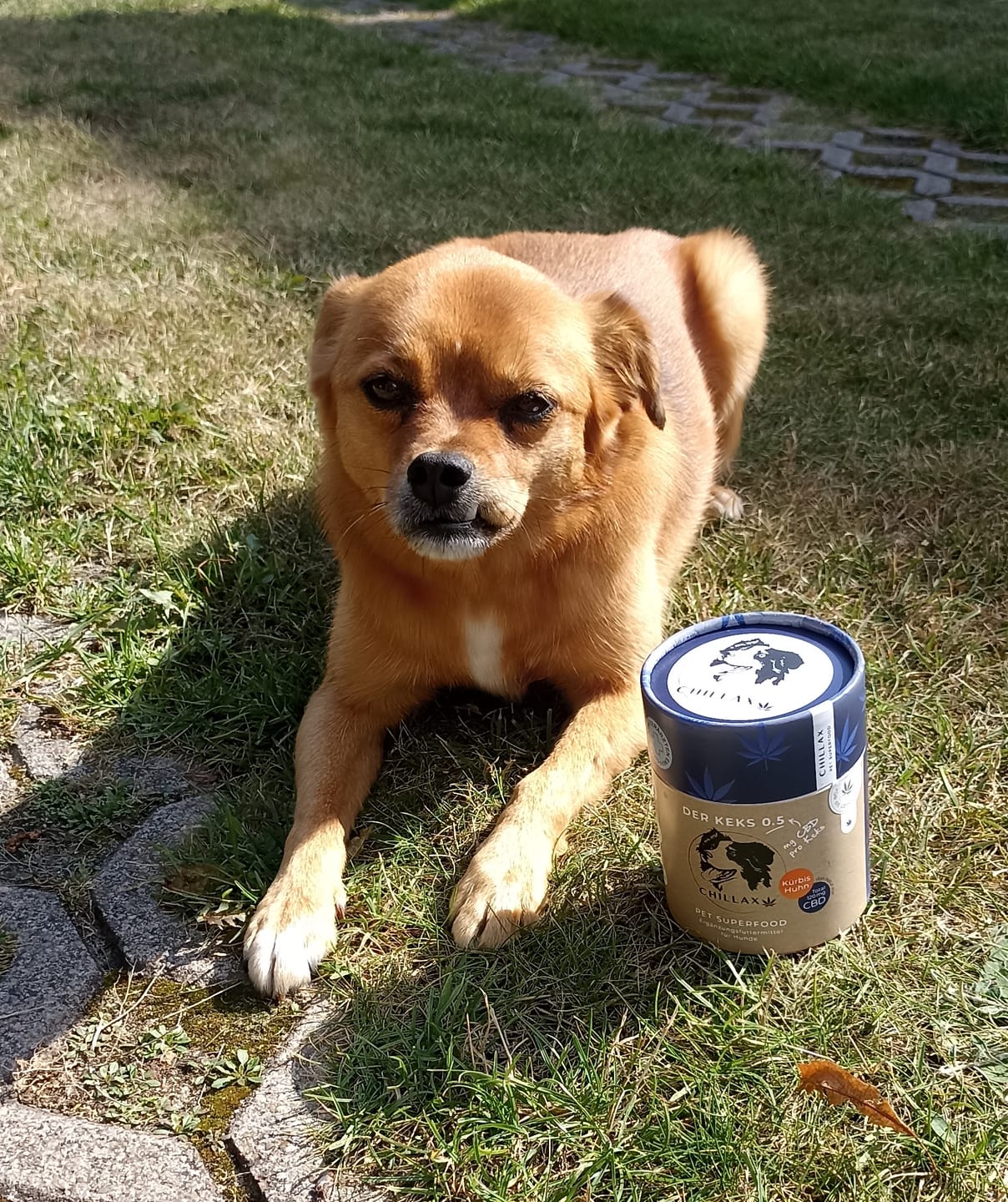 Customer photo review of Hundekekse - Kürbis-Huhn - 0.5 mg CBD
