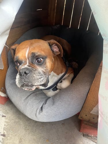 Customer photo review of Cama Antiestrés para Perros Lino