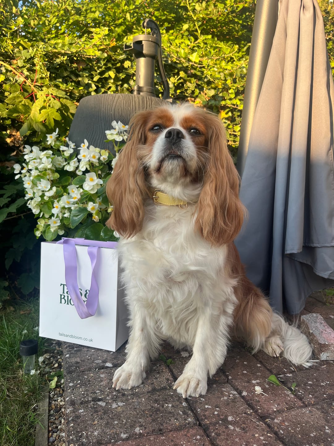 Customer photo review of Primrose Dog Collar