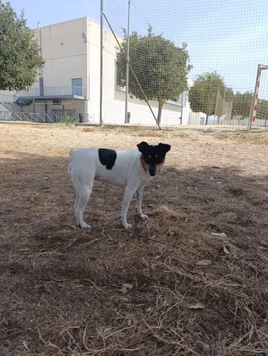 Customer photo review of Grain Free Cordero