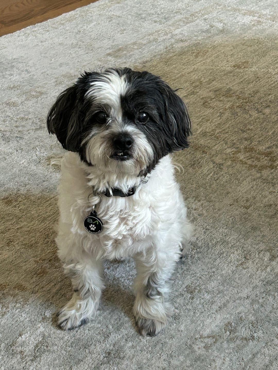 Customer photo review of Pet Protection Tag