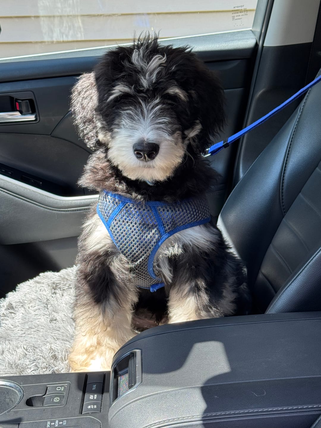 Customer photo review of 2 Pack Headrest Car Dog Safety Seatbelt