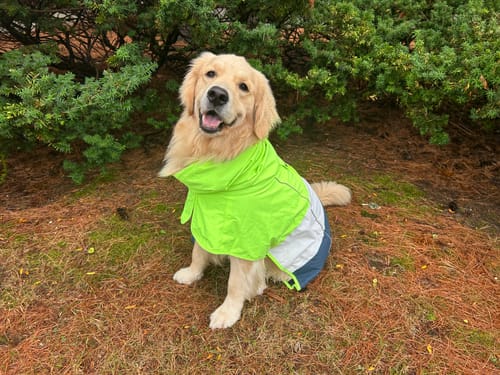 Customer photo review of Breatheshield™ Dog Raincoat  - Lime White Navy