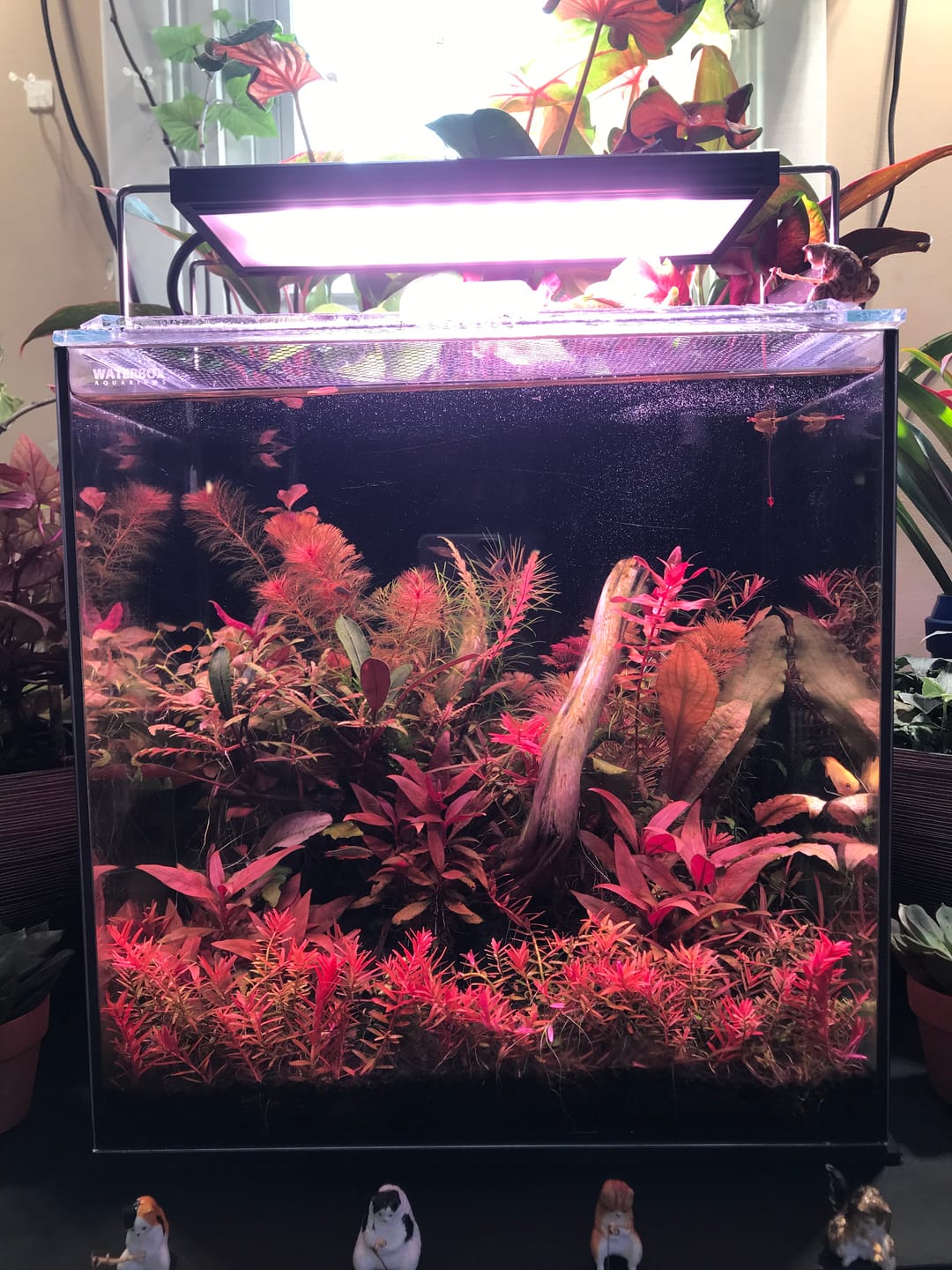 Customer photo review of Chihiros WRGB II Pro LED Light