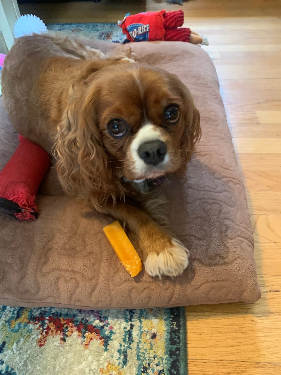 Customer photo review of Banana Yak Chews