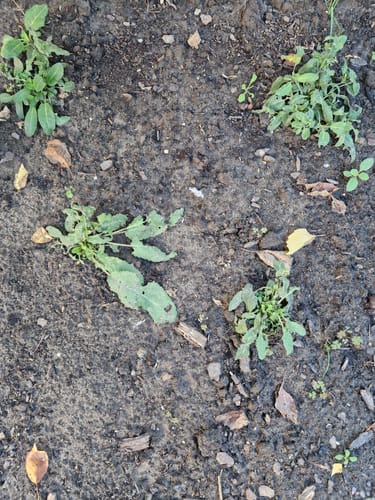Customer photo review of Salie - Salvia nemorosa 'Mainacht' TIP